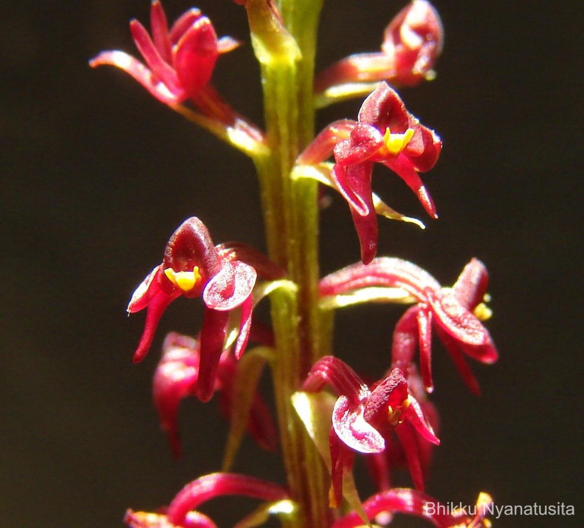 Malaxis discolor (Lindl.) Kuntze